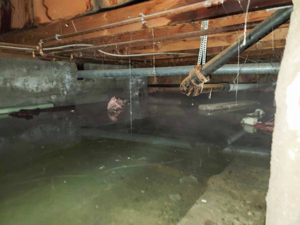 Best Flooded house restoration  in Swifton, AR